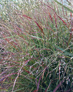 Grass, Switch, Shenandoah
