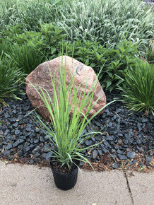 Grass, Switch, Northwind