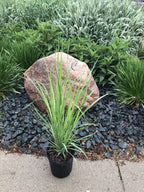 Grass, Switch, Northwind