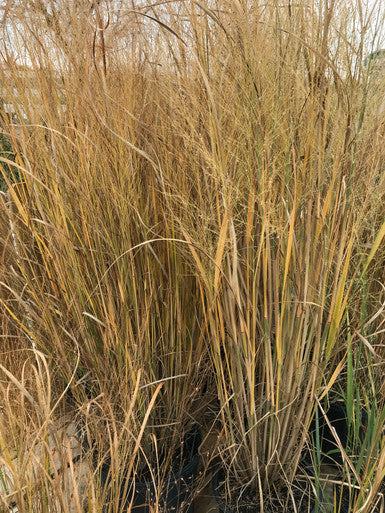 Grass, Switch, Northwind