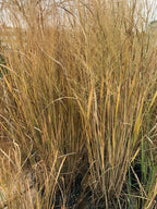 Grass, Switch, Northwind