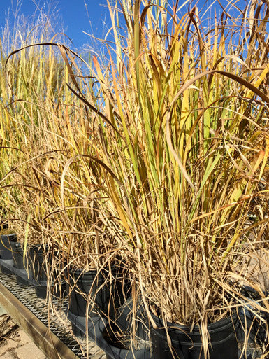 Grass, Switch, Northwind