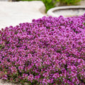 Thyme, Red Creeping #1