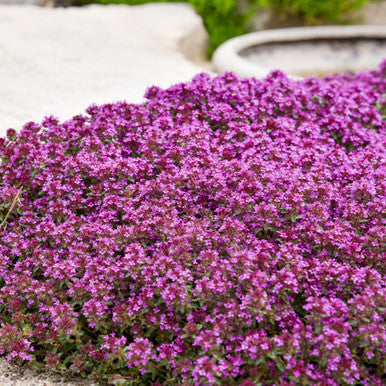 Thyme, Red Creeping #1