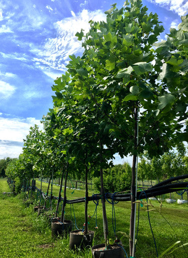 Tulip Tree