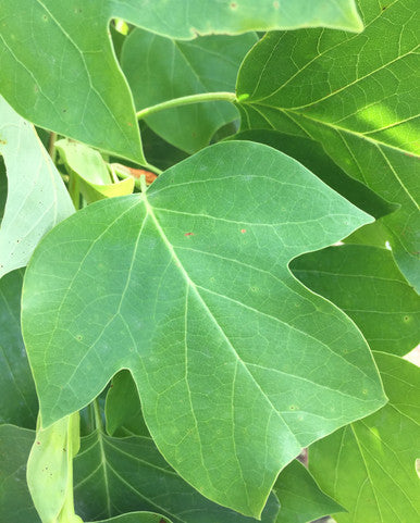 Tulip Tree
