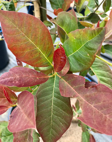 Tupelo, Black, Wildfire