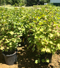 Viburnum, Alfredo #5