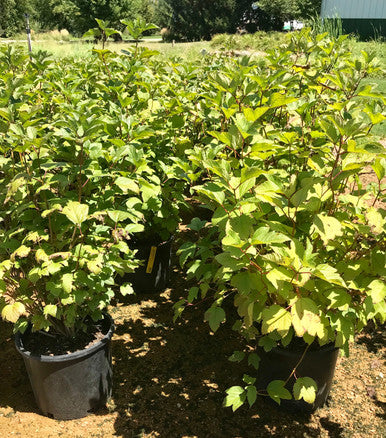 Viburnum, Alfredo #5
