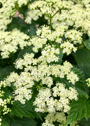 Viburnum, Autumn Jazz #5