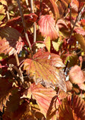 Viburnum, Blue Muffin #5