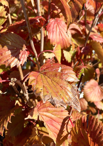Viburnum, Blue Muffin #5