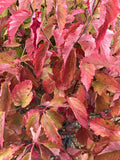 Viburnum, Chicago Lustre #5