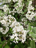 Viburnum, Judd #5