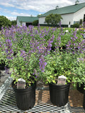 Catmint, Walker's Low #1