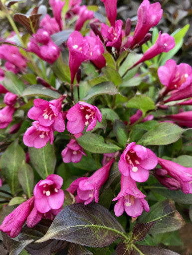Weigela, Dark Horse #2