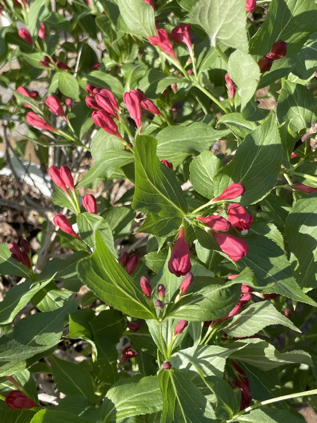 Weigela, Sonic Bloom Red