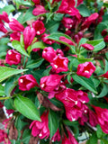 Weigela, Sonic Bloom Red