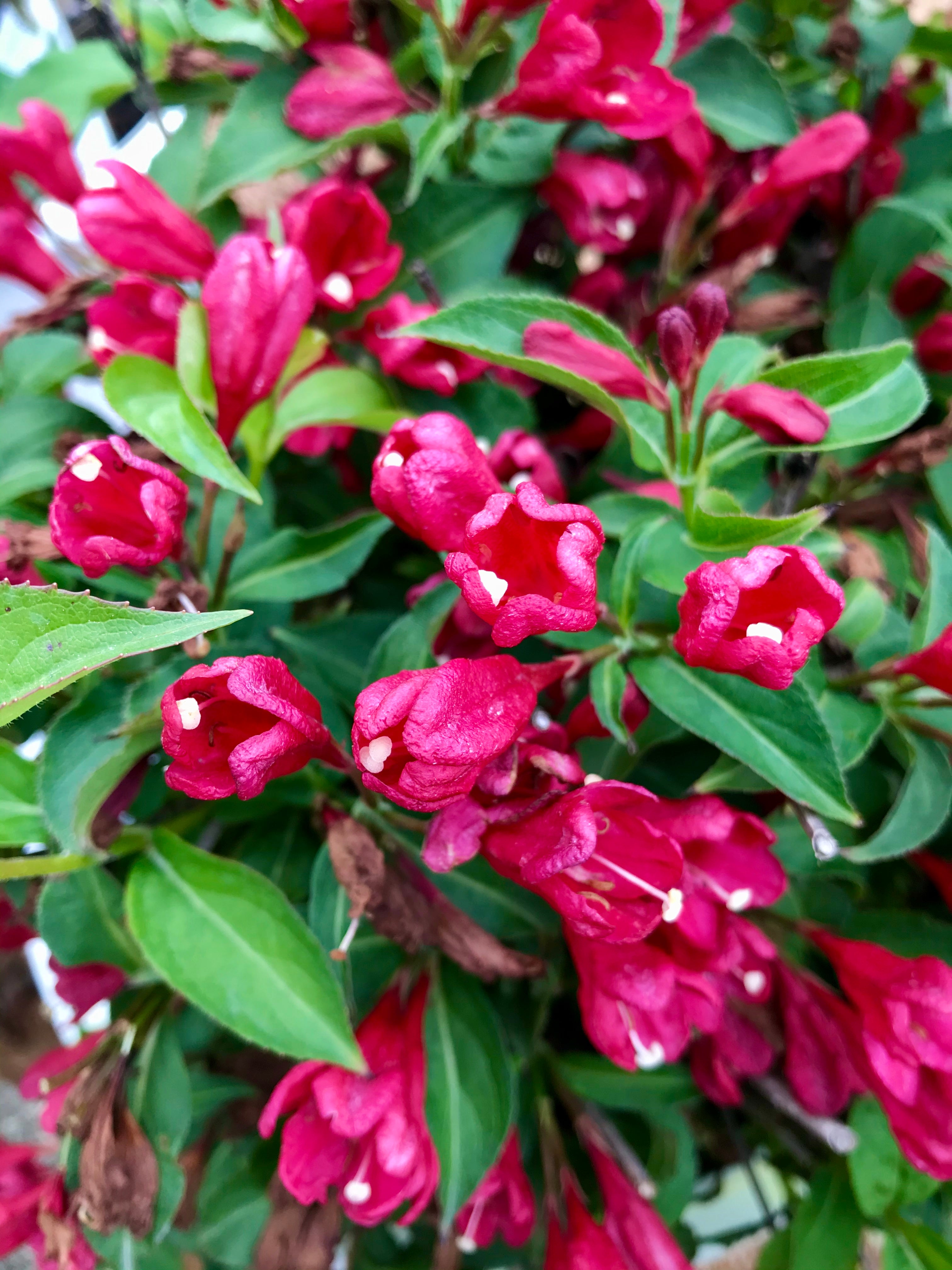 Weigela, Sonic Bloom Red