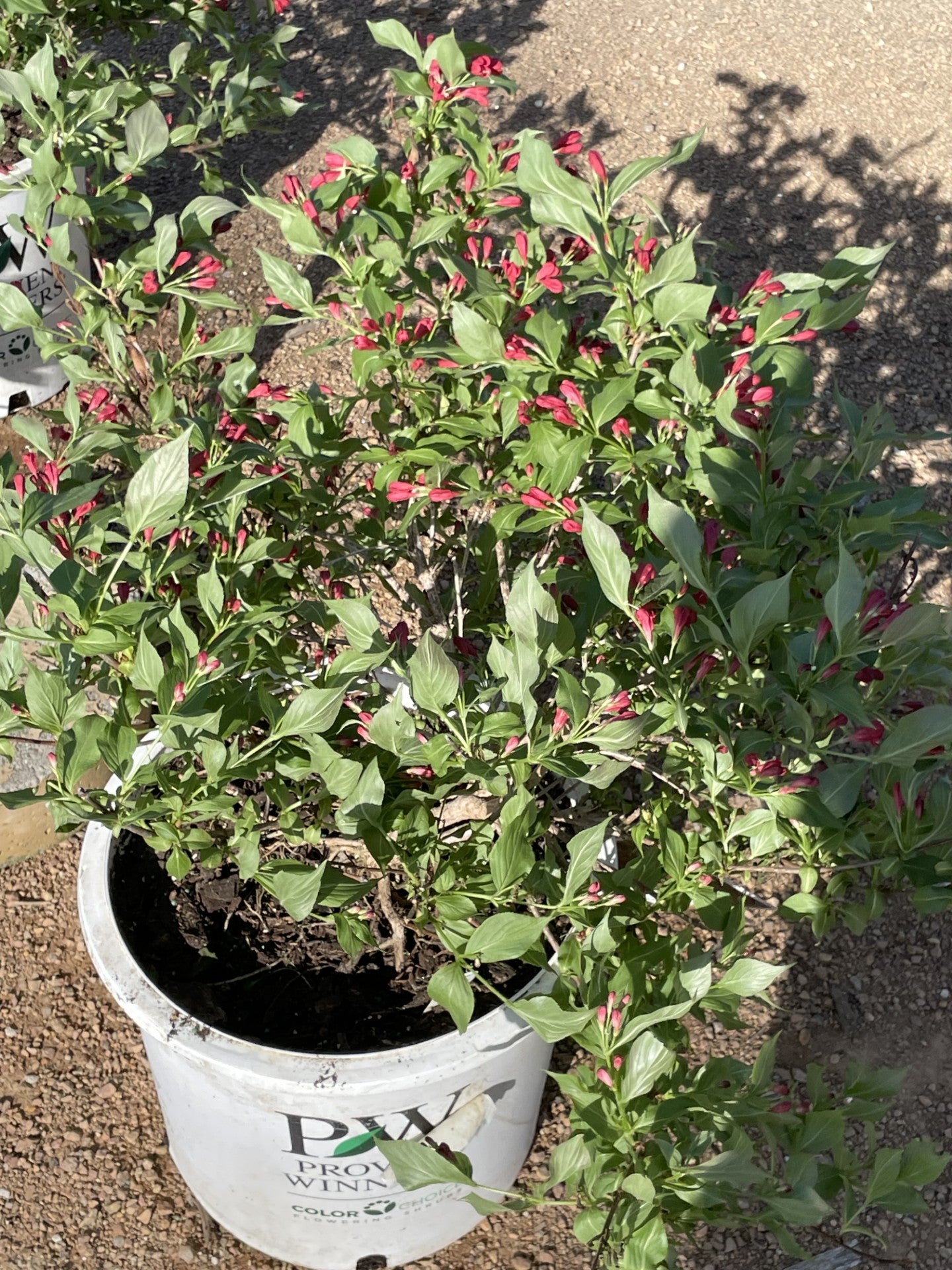 Weigela, Sonic Bloom Red