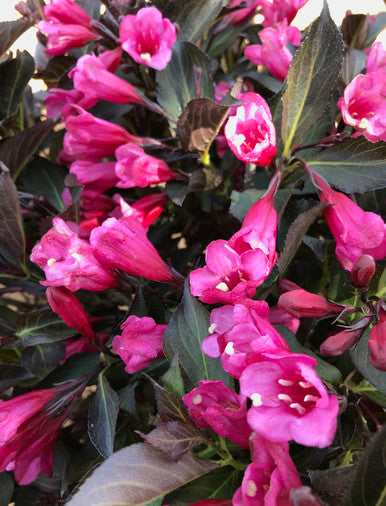 Weigela, Wine and Roses #3