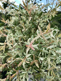 Willow, Dappled 'Hakuro Nishiki' STD #15