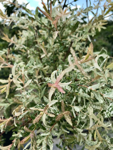 Willow, Dappled 'Hakuro Nishiki' STD #15