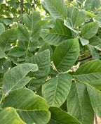 Yellowwood