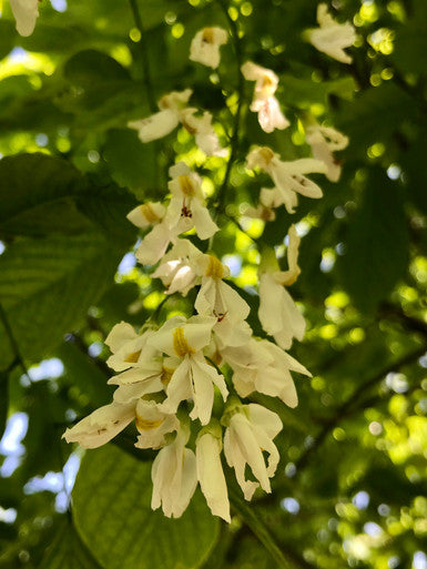 Yellowwood