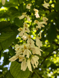 Yellowwood