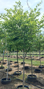 Yellowwood
