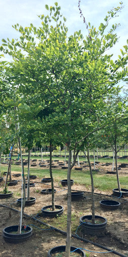 Yellowwood