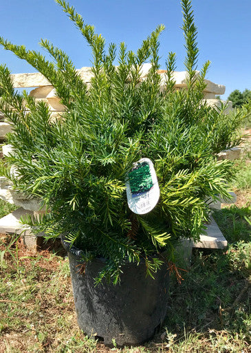 Yew, Dense #5