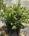 Yew, Taunton #5