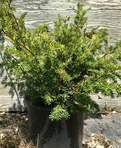 Yew, Taunton #5