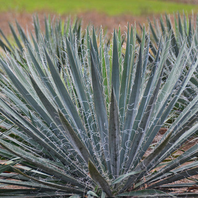 Yucca, Excalibur #2