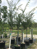 Zelkova, Green Vase