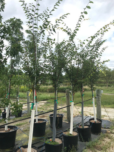 Zelkova, Green Vase