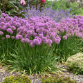 Allium, Serendipity
