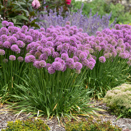 Allium, Serendipity