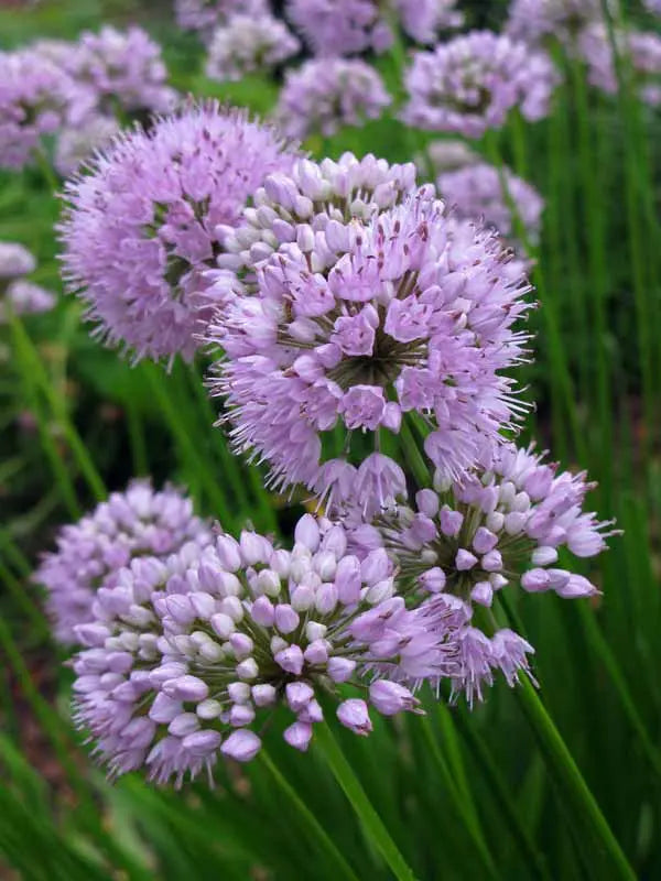 Allium, Summer Beauty