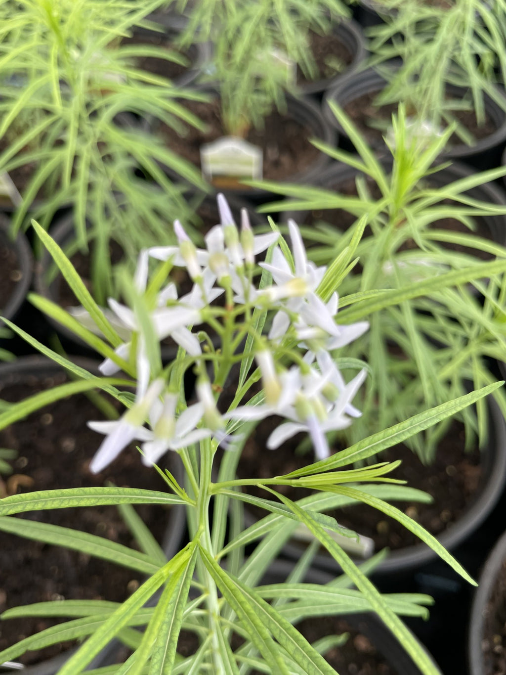 Amsonia, Butterscotch #1