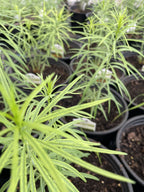 Amsonia, Butterscotch #1
