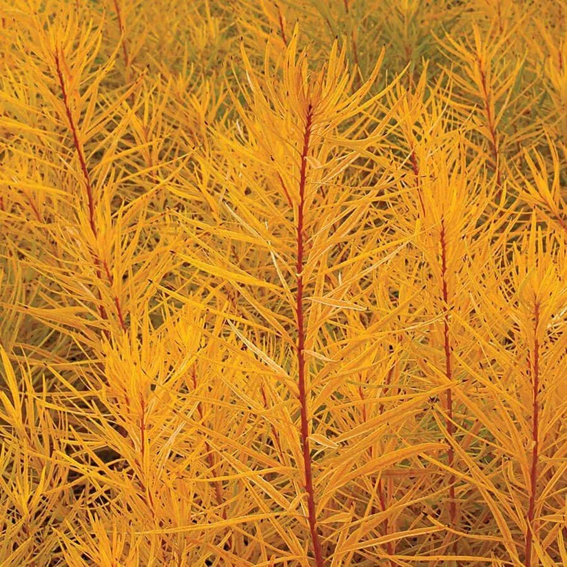 Amsonia, Butterscotch #1