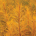 Amsonia, Butterscotch #1
