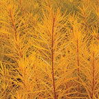Amsonia, Butterscotch #1