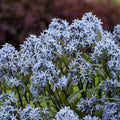 Amsonia, Storm Cloud