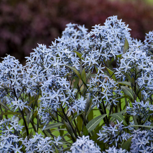 Amsonia, Storm Cloud