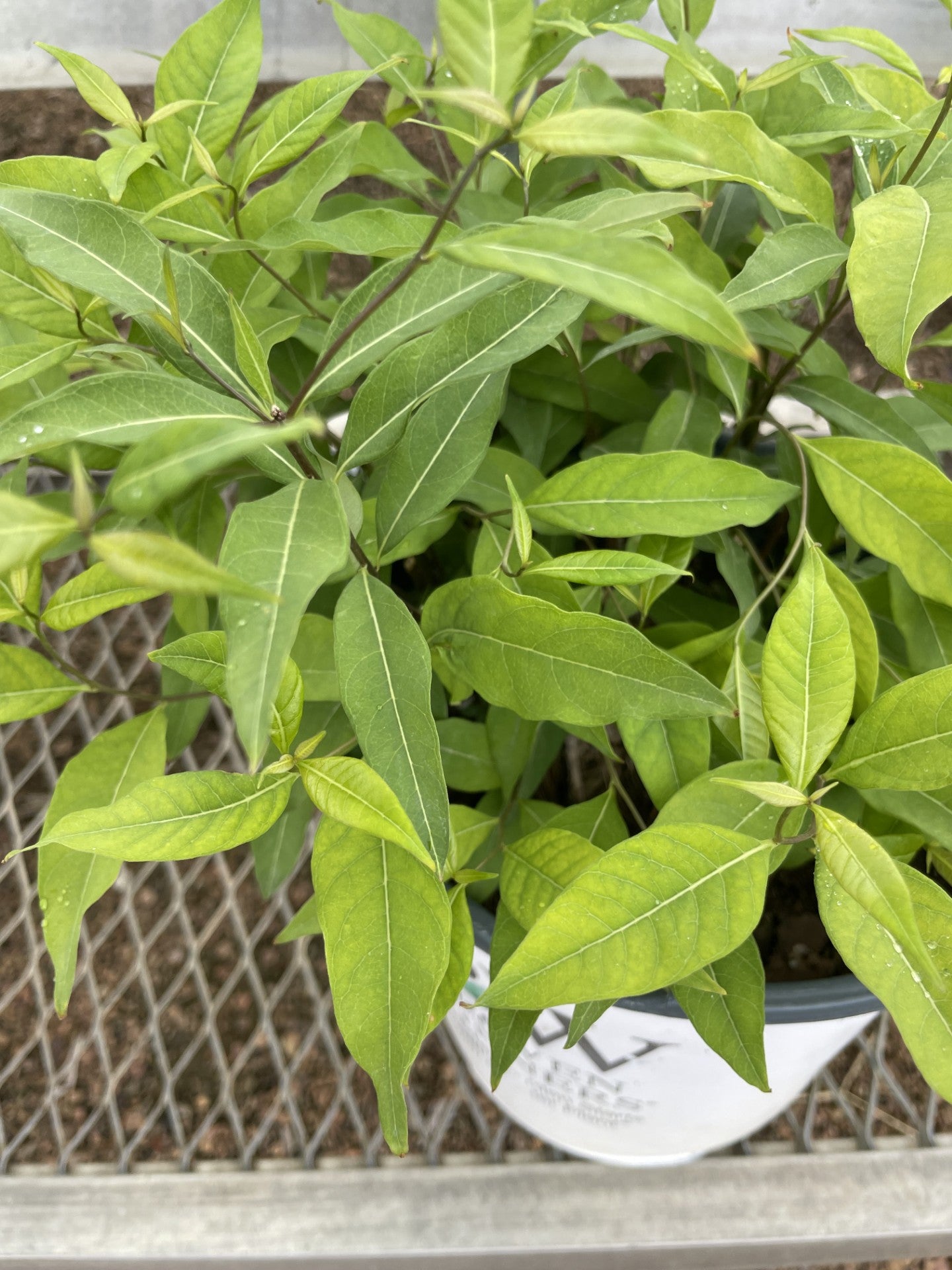 Amsonia, Storm Cloud