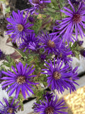 Aster, Grape Crush